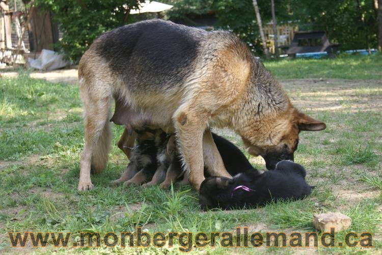 Les chiots a Kenya , 2 chiots berger allemand encorte disponible sur cette portée