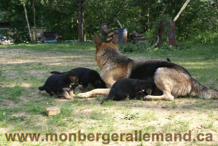 Les chiots a Kenya , 2 chiots berger allemand encorte disponible sur cette portée