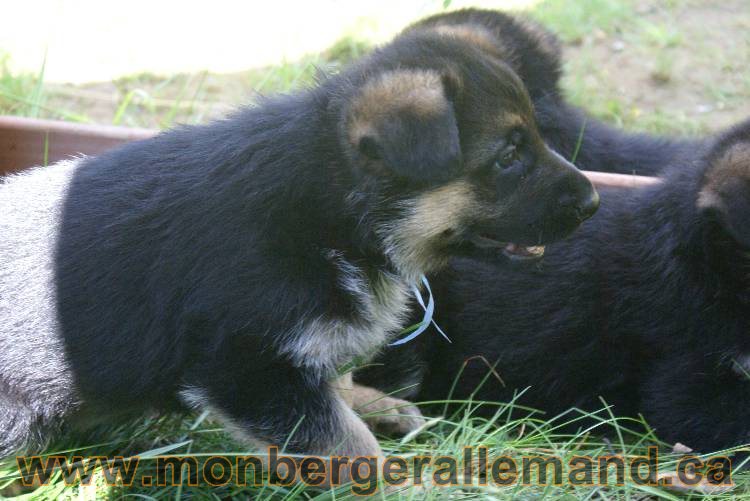 Les chiots a Kenya , 2 chiots berger allemand encorte disponible sur cette portée