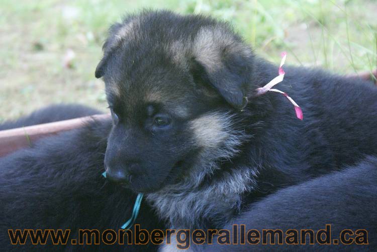 Les chiots a Kenya , 2 chiots berger allemand encorte disponible sur cette portée