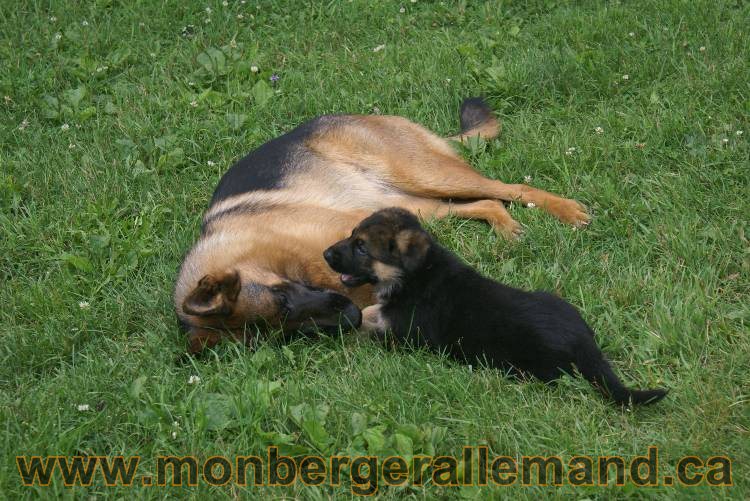 Les chiots berger allemand a Kenya - 13 juillet 2011