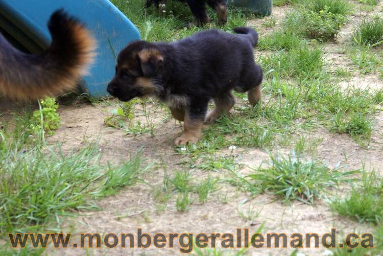 Les chiots berger allemand a Kenya - 13 juillet 2011