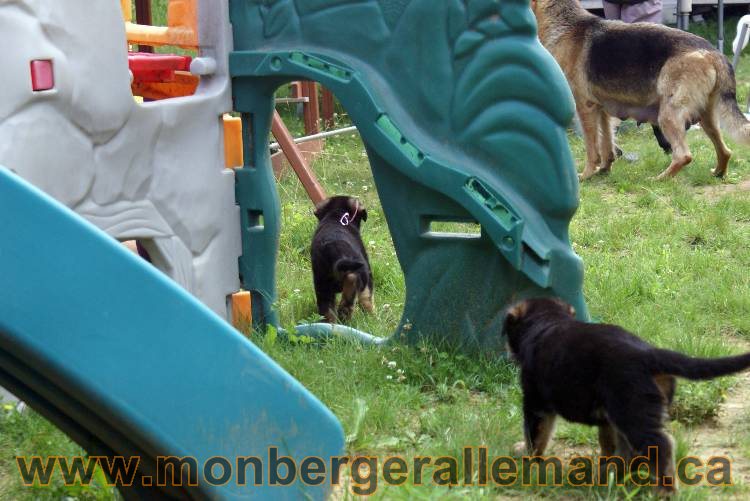 Les chiots berger allemand a Kenya - 13 juillet 2011