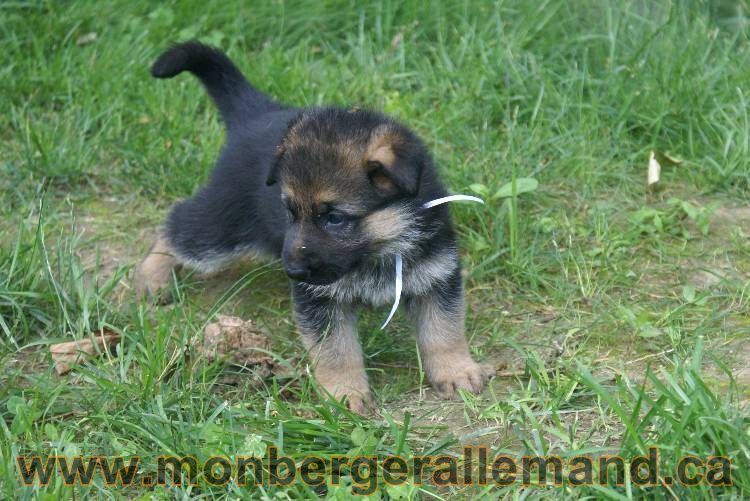 Les chiots berger allemand a Kenya - 5 juillet 2011