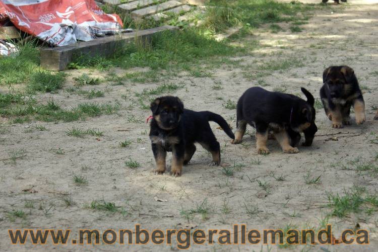 Les chiots et chien berger allemand - 16 juillet 2011