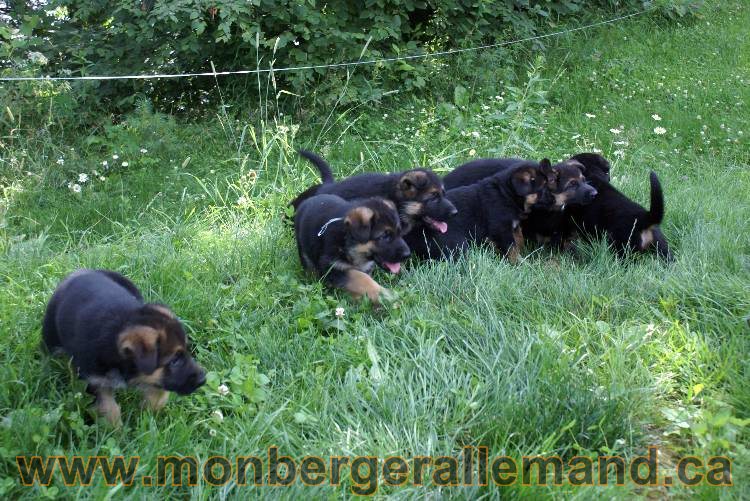 Les chiots et chien berger allemand - 16 juillet 2011