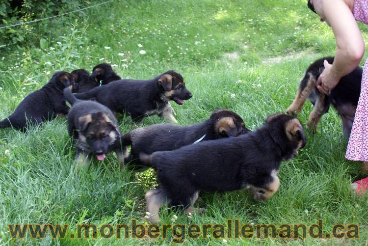 Les chiots et chien berger allemand - 16 juillet 2011