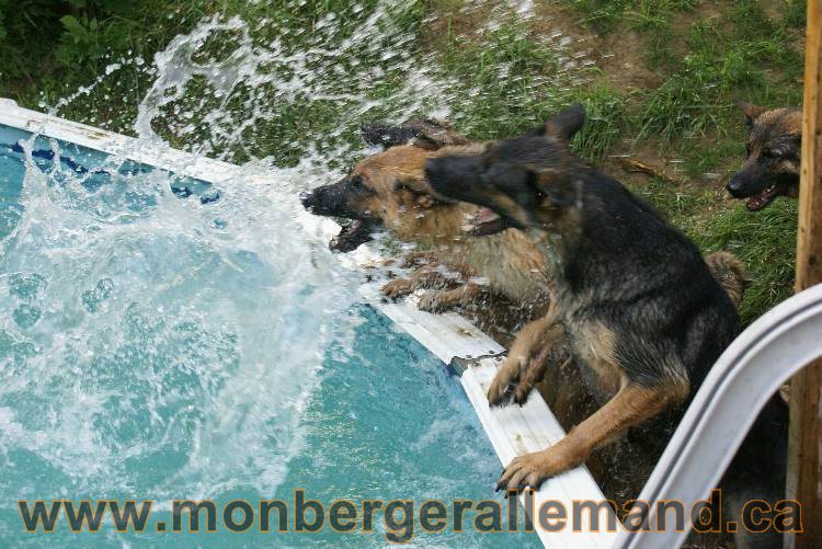 Les chiots et chien berger allemand - 16 juillet 2011