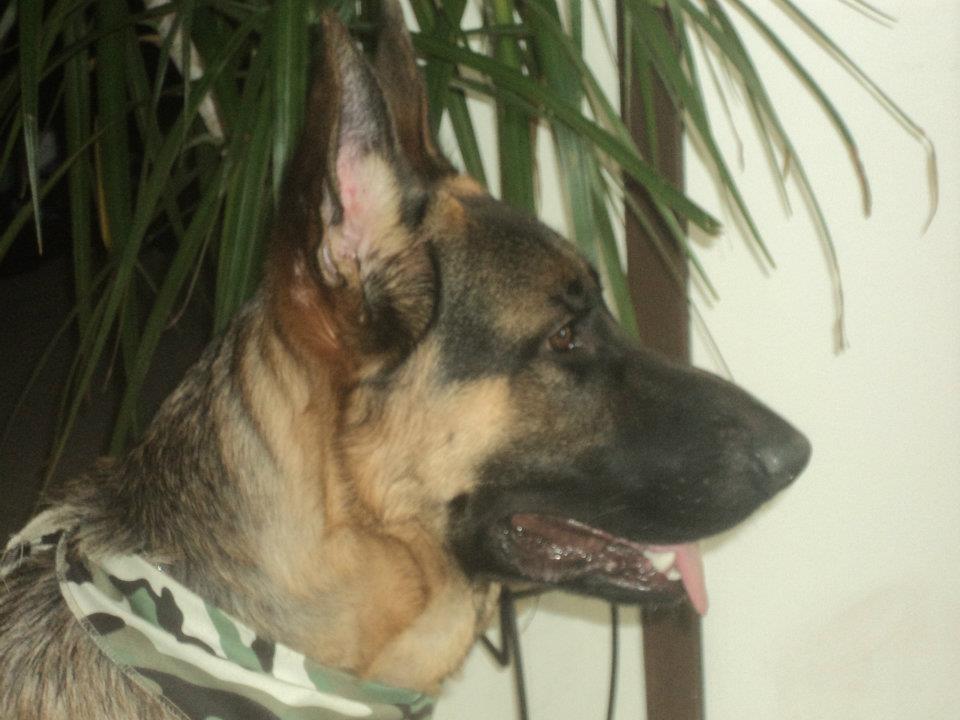 Panzer Male berger allemand 10 mois