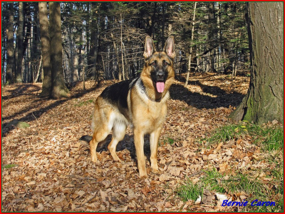 Maca femelle berger allermand 1 ans ! Fille de Lady et Vidal