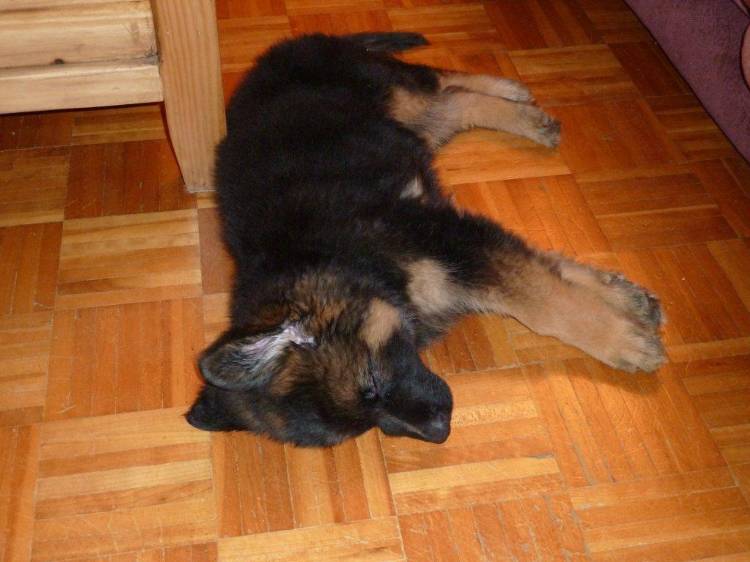 Yogi - Bear, chiot berger allemand Male de Roxy et Vidal